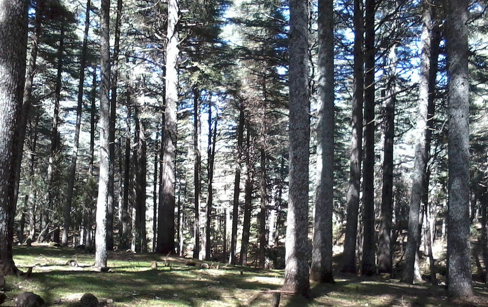 Ifrane National Park Cedar Forest